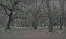 Сказочный лес