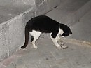 Кошачее счастье...