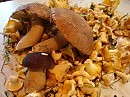 Лесное золото