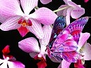 Я бабочка с цветастыми крылами