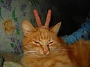 Ушасто-рогатый на отдыхе