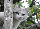 Дикий кот на даче
