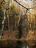Там леший бродит