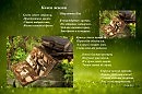Книга жизни