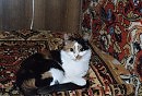 Моё Счастье
