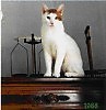 Котофеич