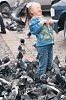 атака голубей