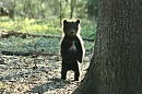 Баллада о добром и мудром докторе Айболите