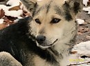 а разве не как у человека