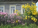 Жёлтые цветы.Селигер