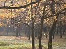 Просто осень