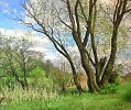 Весеннее пробуждение