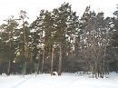 калина красная