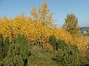 Золото осени