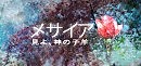 ・снежинки цвета сакуры・
