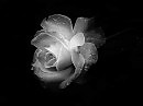 Black flower...