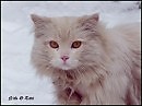 портрет
