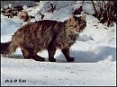по снегу