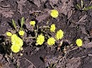 Мать-и-мачеха