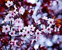 Spring love