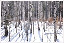 Весенней порой