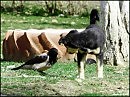 чё смотришь?- а ты?