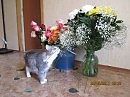 Моя кофка Фани