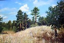 Сосны на пригорке. 50-70  2007г.
