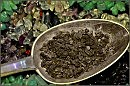 Иван-чай - наша забытая драгоценность