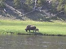 Wild Animals