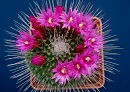 Мамиллярия наиколючейшая - сотни острых, тонких и упругих иголок!