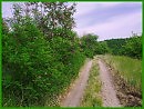 Розовая акация
