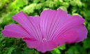 Lavatera