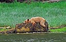 ПАРОДИЯ: Кровь моя течет по жилам..