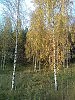 vorobe j- zymochka2010.  АХ, Любовь...