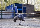 Страусиный вальс
