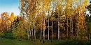 Золото осени