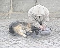 жизнь собачья