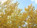 Осень одарила листопадом