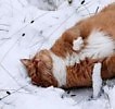 Ветер и цветок