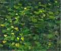 "Кувшинки",60/80,холст/масло,2011г.