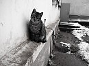 "Котёнок"
