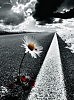 В никуда