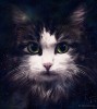 Мадам-звёздный кот