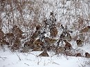 Воробьиная свадьба