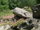 Цветение камнеломки
