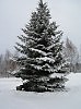 Ель-царевна