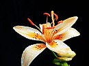 a lily is a red dog-fox