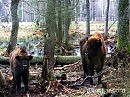 Новая песня  Беловежская пуща