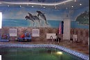 дельфины в боссейне